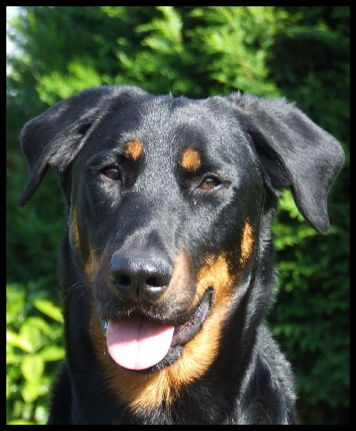 Choubidou De La Terre Sacree De Marius | Beauceron 