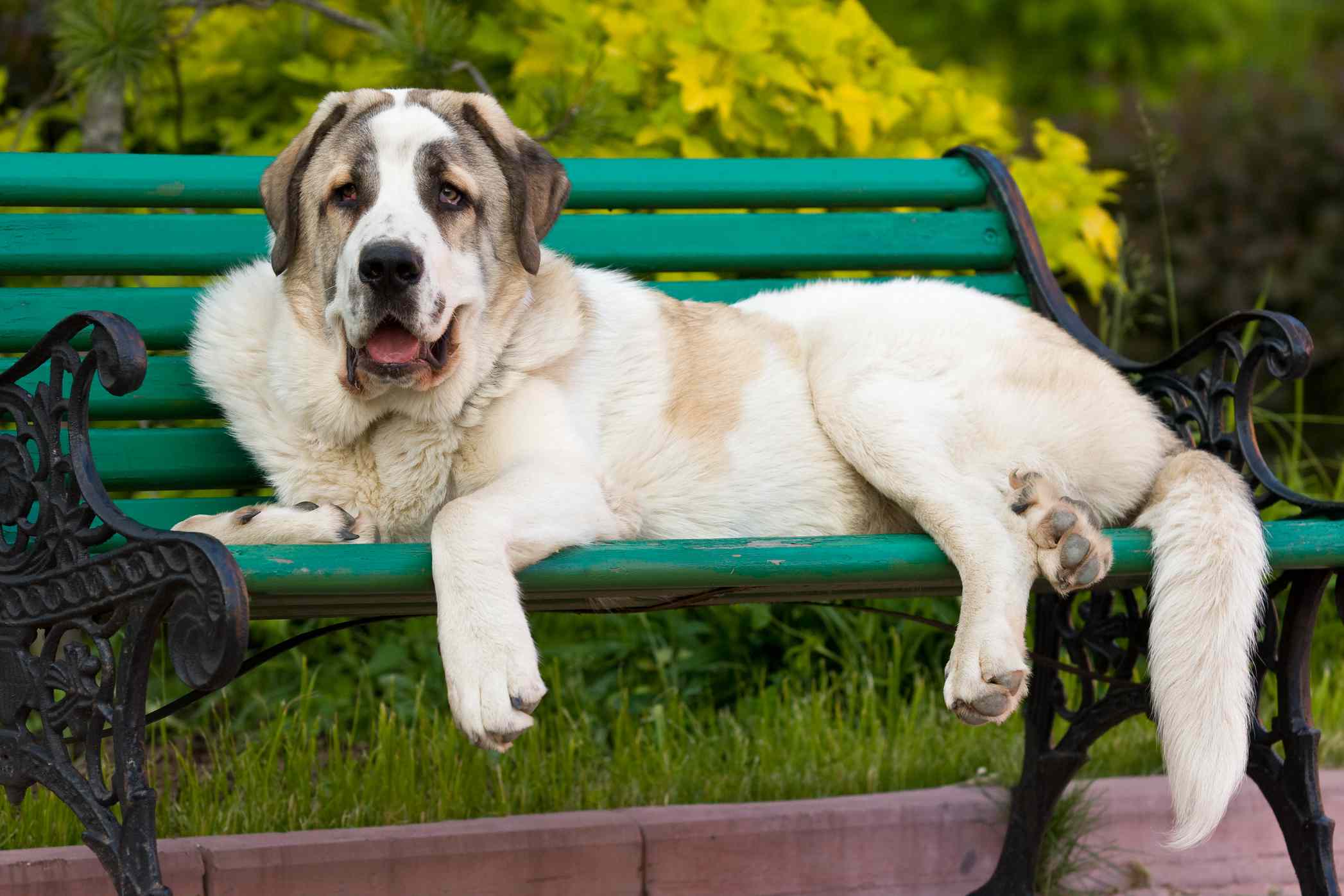 Spanish Mastiff