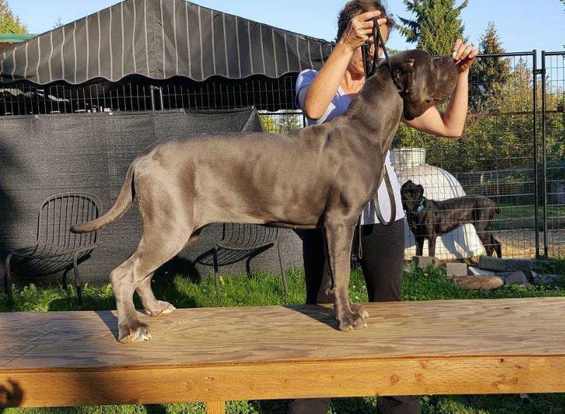 MAYHEM'S AMINTA | Neapolitan Mastiff 