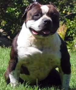 GOTTYLINE'S BLACKACE DNA-P | American Pit Bull Terrier 