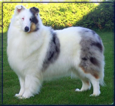 Glasgowhill's Luminesse | Rough Collie 