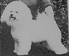 Cluneen Jolly Jason of Hunkidori | Bichon Frise 