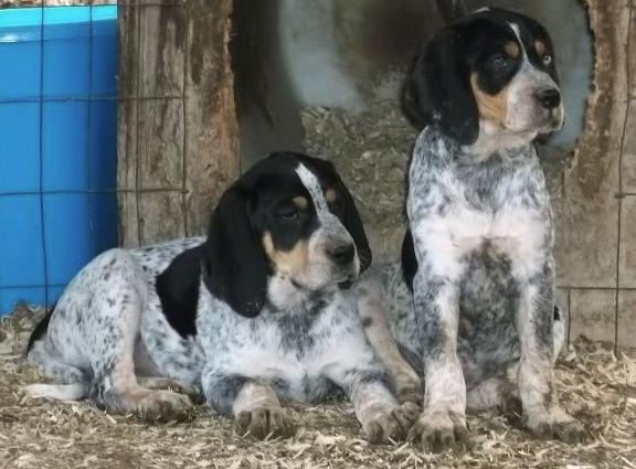 Coolwater Blue Honey | Bluetick Coonhound 