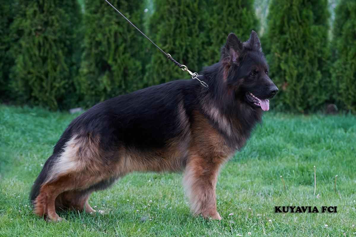 FOX Gold Union (FCI) | German Shepherd Dog 