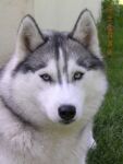 Snowarblay de la Vallee de Morava | Siberian Husky 