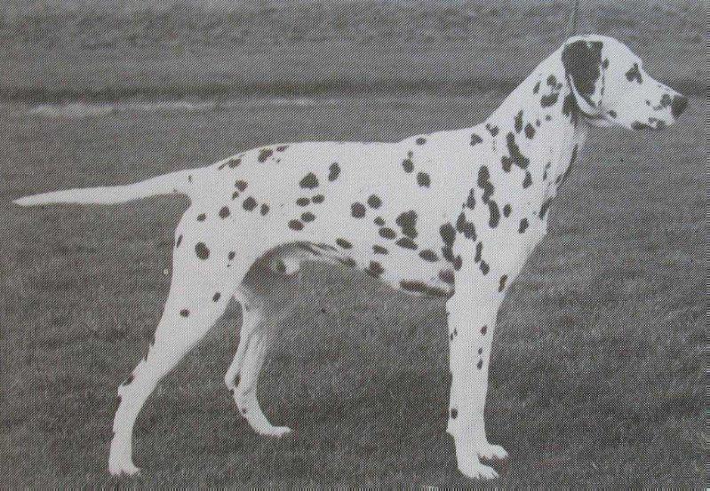 Fanhill Fred | Dalmatian 