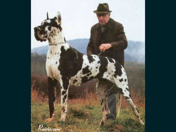Peggy von der Nürburg | Great Dane 