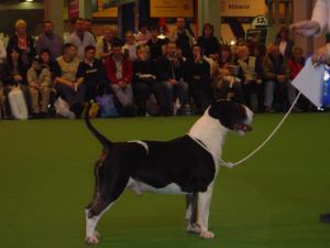 Remus Roulette at Bullyview | Bull Terrier 