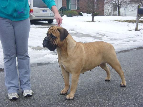 Ishana's Brandy You're a Fine Girl | Bullmastiff 