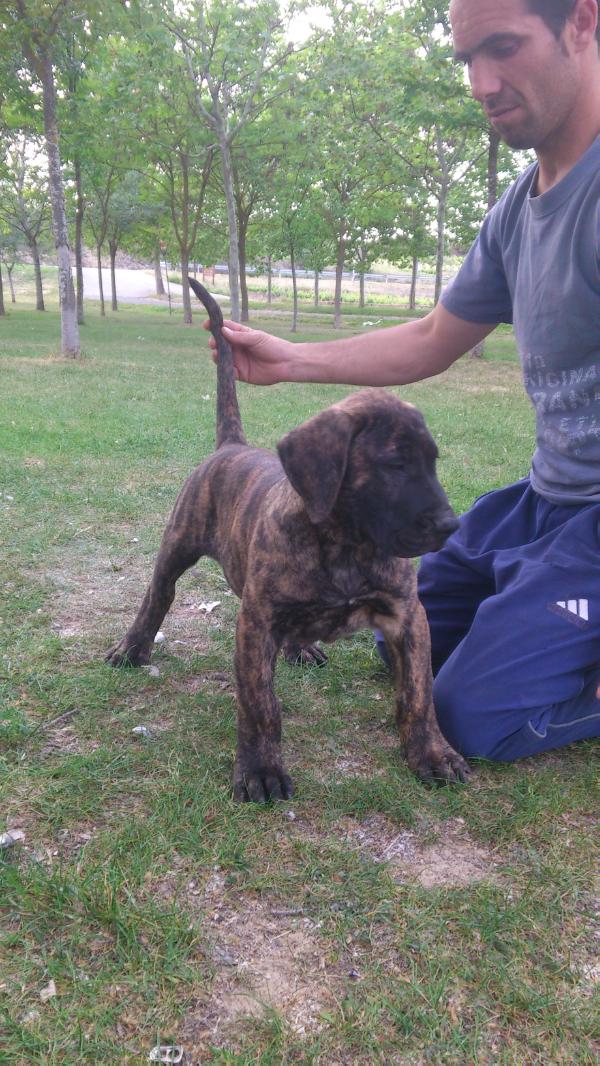 Wooku de Naraclan | Perro de Presa Canario 