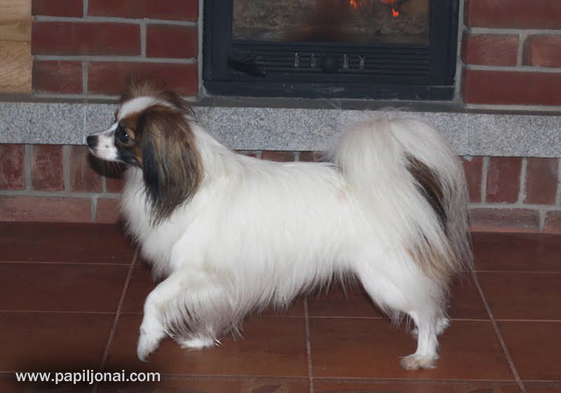 Dressed In White Mano Velvetas (PH) | Papillon 