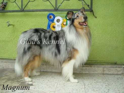 Magnat Luke Guevara MEX. FCI. | Rough Collie 