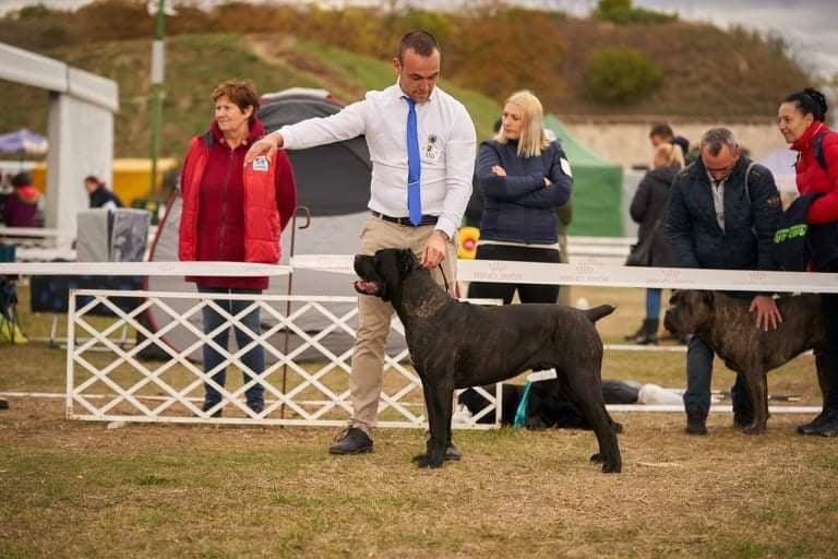 Pericoloso Ungarico Sidney Pee | Cane Corso 