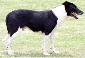 McCallums Cloud ABC 52209 | Border Collie 