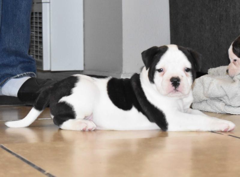 DogPound’s Blac Rose | American Bulldog 