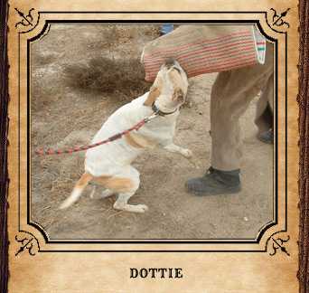 CattleRustler Kennel's Dottie Patches | Olde English Bulldogge 