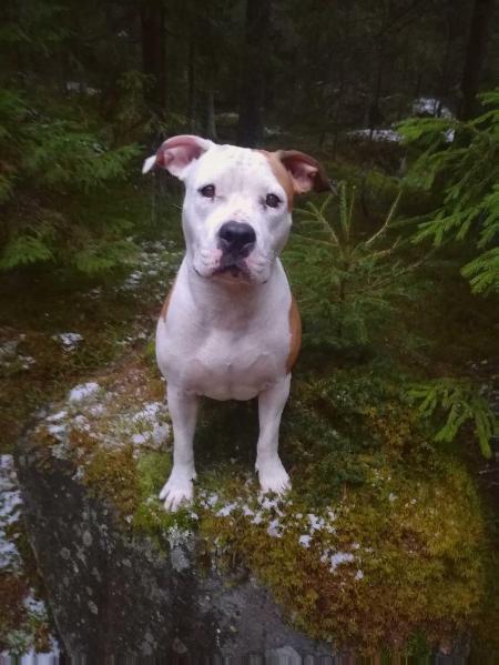 SEVERNAYA ZHEMCHUZCHINA ZHAKLIN | American Staffordshire Terrier 