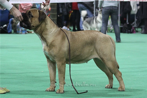 Skamens Aisha | Bullmastiff 