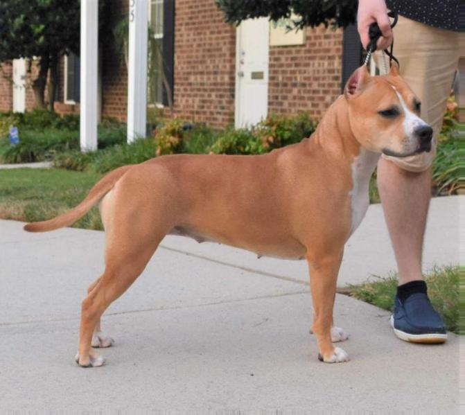 Ambition's Kissed By A Rose | American Staffordshire Terrier 