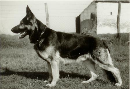 Arno vom Haus Schwingel | German Shepherd Dog 