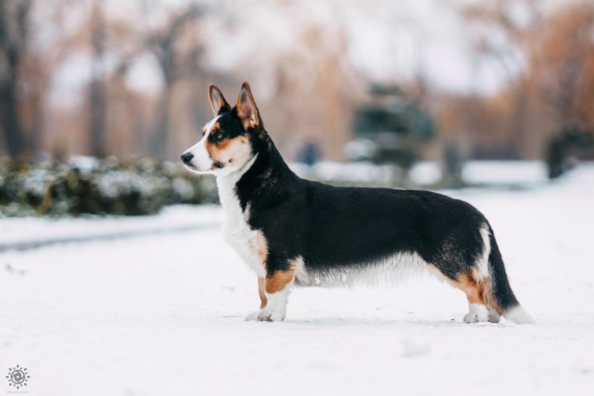 Aleant Luminous Star for Olton | Cardigan Welsh Corgi 