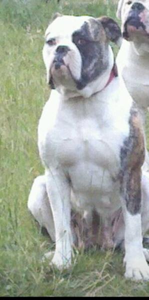 DDP's Tinkerbell | American Bulldog 
