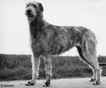 Faye von den Eichelwiesen | Irish Wolfhound 