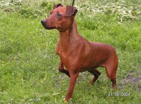 KORA Pilawa | Miniature Pinscher 