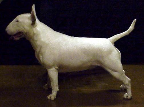 Napier Jenny Wren | Bull Terrier 