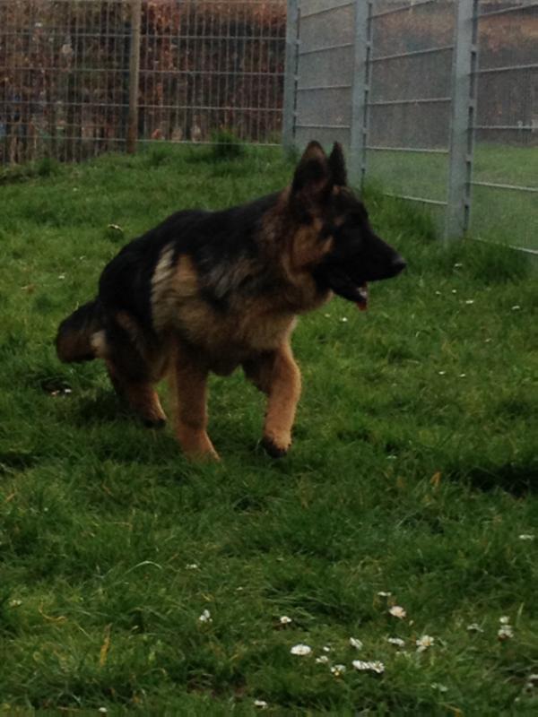 Isco zur Worringer Rheinaue | German Shepherd Dog 