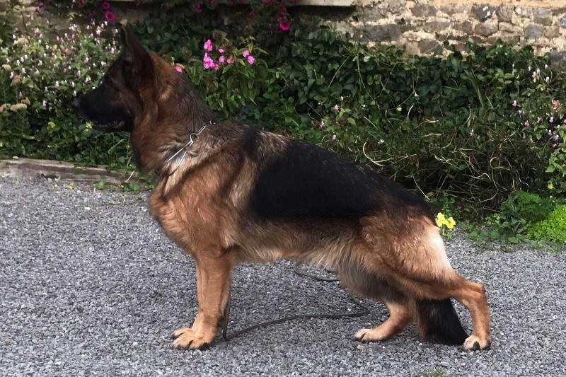 Jutta de la Petite Laeticia | German Shepherd Dog 