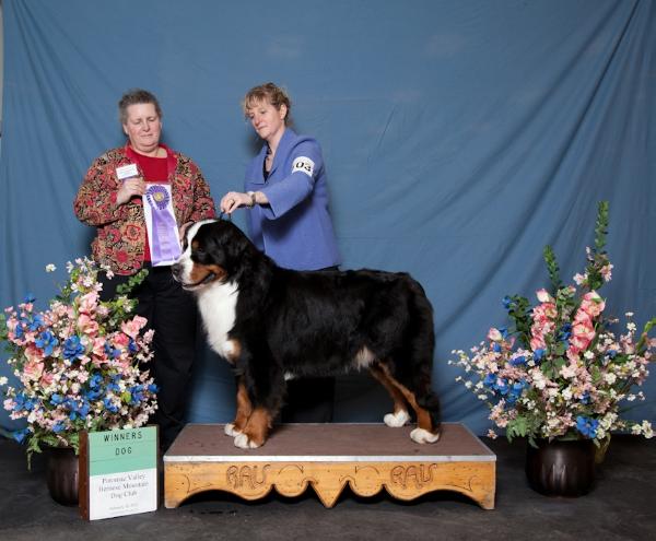 Alpenspirit  Just Enough Time | Bernese Mountain Dog 