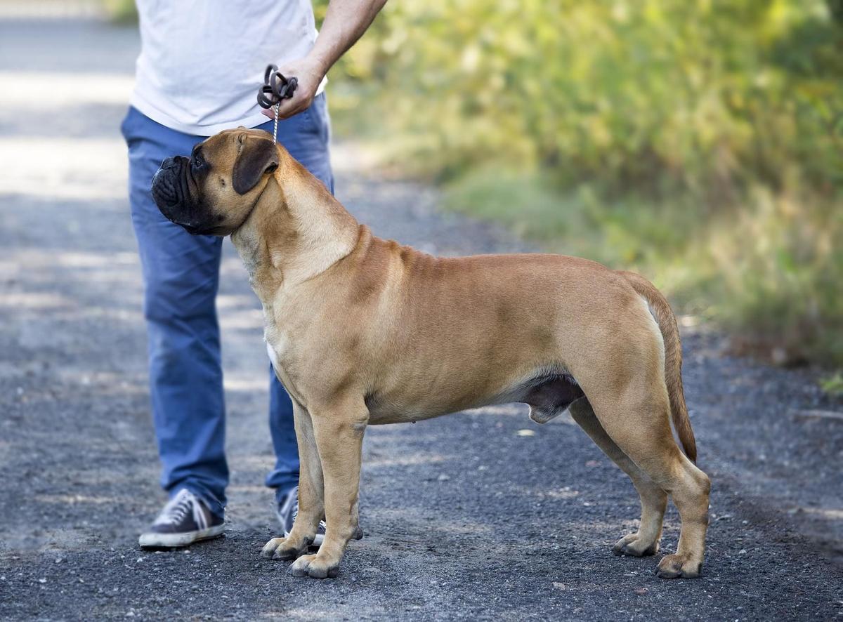 Caneguardiano Wonderboy for Fullhouse | Bullmastiff 