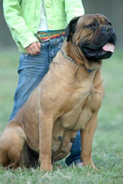 Hanna Big Head Beauties | Bullmastiff 