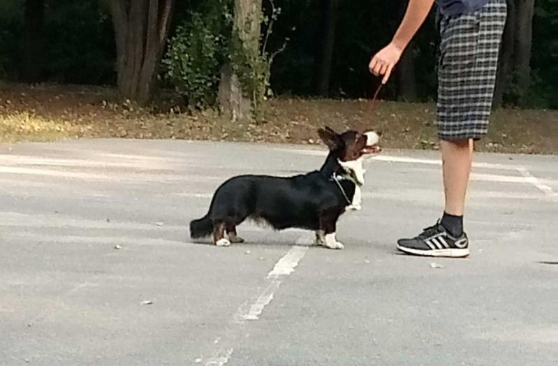 MAL BAGUSHI HENNESSY | Cardigan Welsh Corgi 