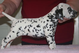 Toot's Can U Feel The Love Tonight | Dalmatian 