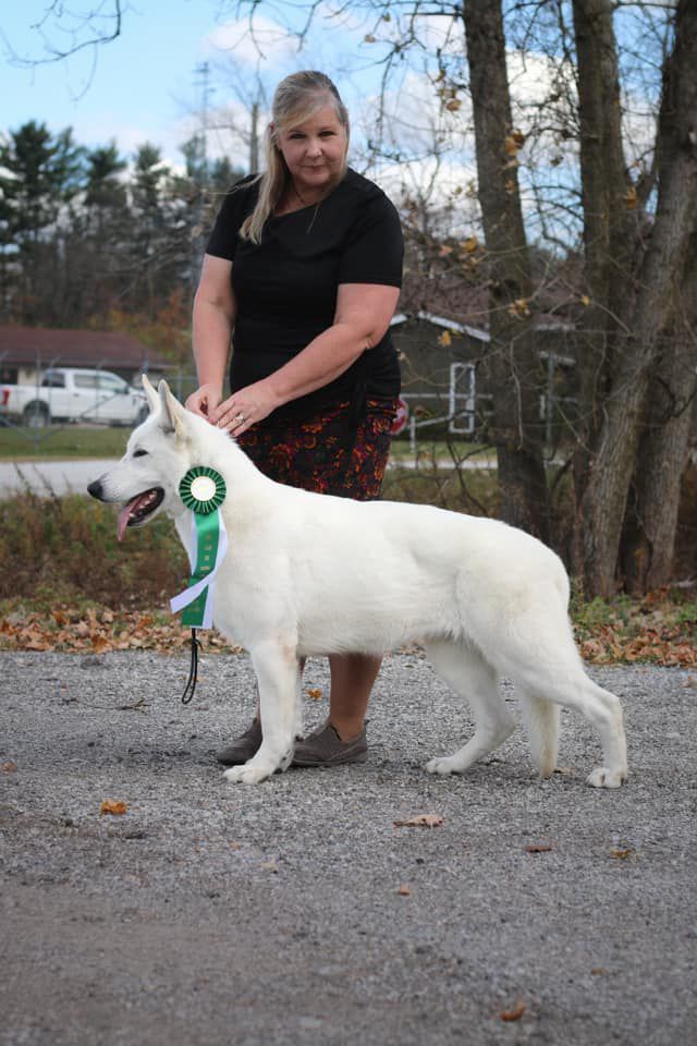 Royal Wild Imagination | White Swiss Shepherd Dog 