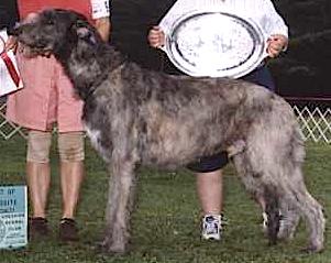 Wildisle Taralea Solstice | Irish Wolfhound 