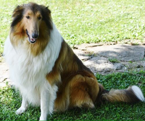 KENTUCKY COLLIES CHANEL NUMBER 1 | Rough Collie 