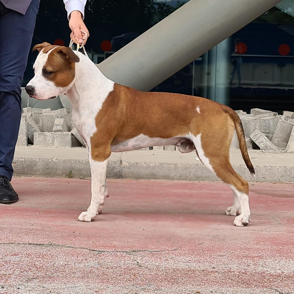 X-Staff Byron Bay | American Staffordshire Terrier 