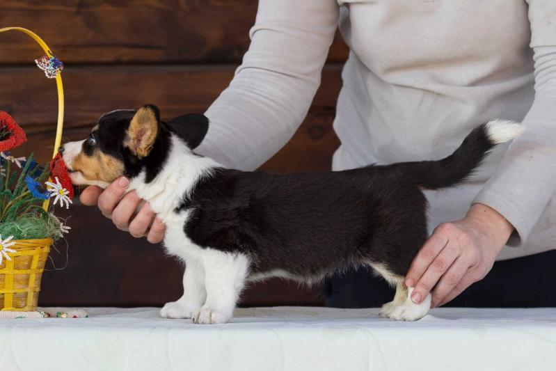 Sun Style Radost Zhizni | Cardigan Welsh Corgi 