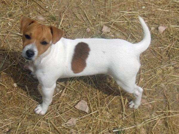 Lamù | Jack Russell Terrier 