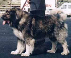 Yugay | Caucasian Mountain Dog 