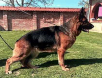 PAMELA vom MARBECK | German Shepherd Dog 