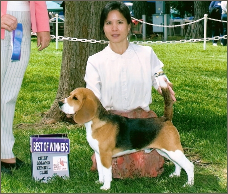 Auburn Star of Phoenix | Beagle 