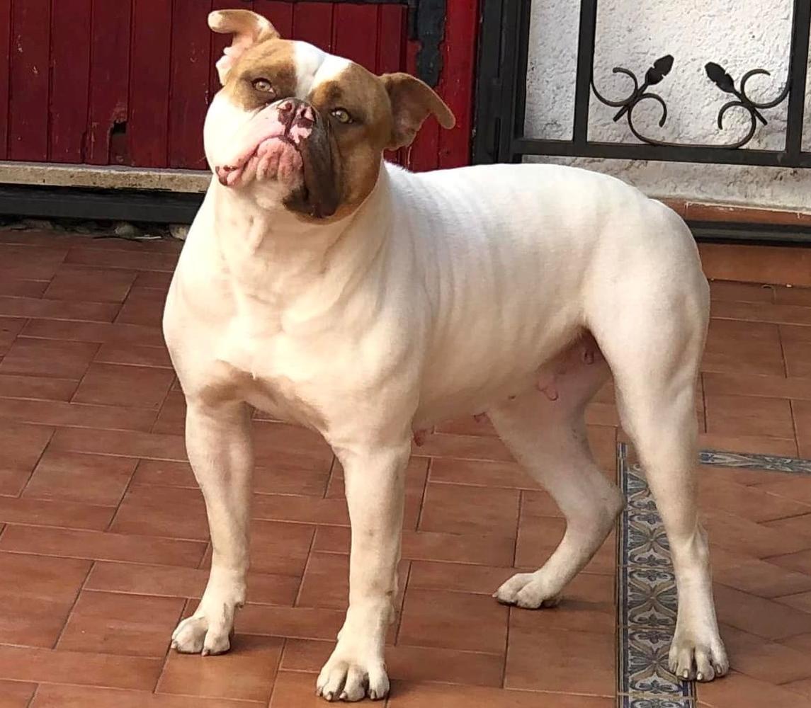 DangerBulls Emma of Dema Kennel | American Bulldog 