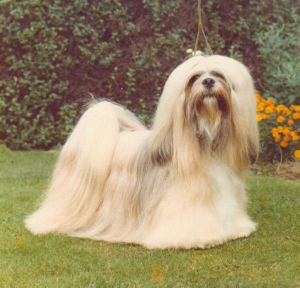 Saxonsprings Fresno | Lhasa Apso 