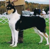 Tir Nan'Og Black Jewel Of Dunnideer | Smooth Collie 