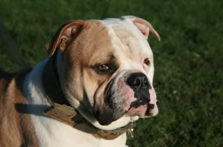 Easterby's Barnstormer | American Bulldog 