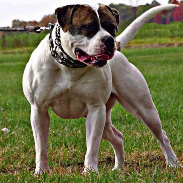 Roper Aurora of Acadia | American Bulldog 